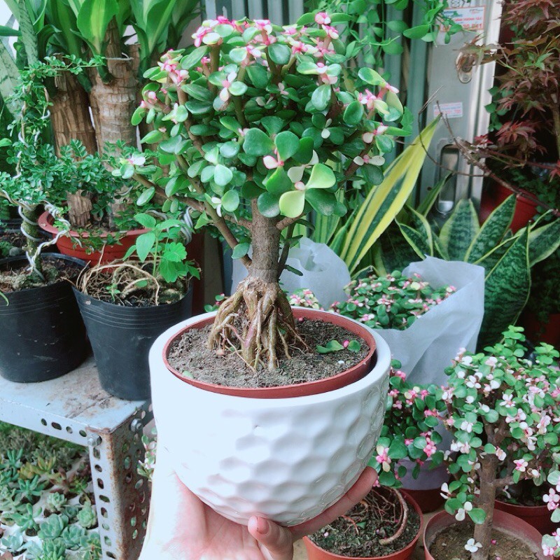 [HCM]Chậu Cây Cành Vàng Lá Ngọc