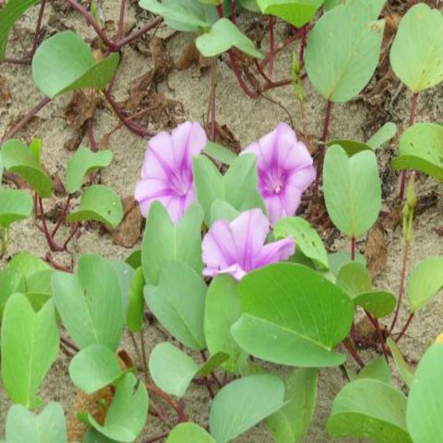 Muống biển khô 1kg