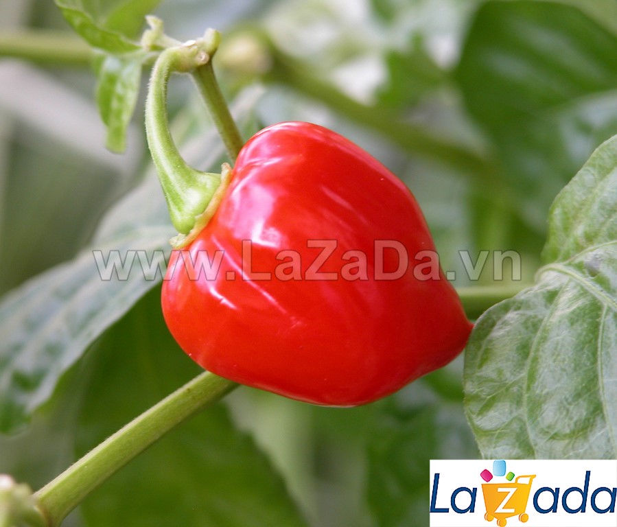 0.4GR 50.HẠT Hạt Giống Ớt Siêu Cay Red Habanero (| C2*W41)