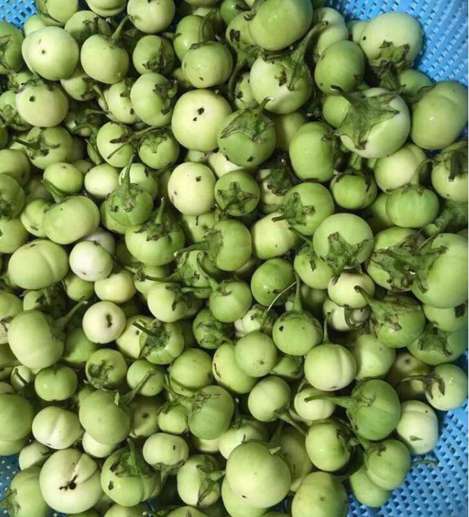 Hạt Giống Cà Pháo Xanh. 0,5gr/gói