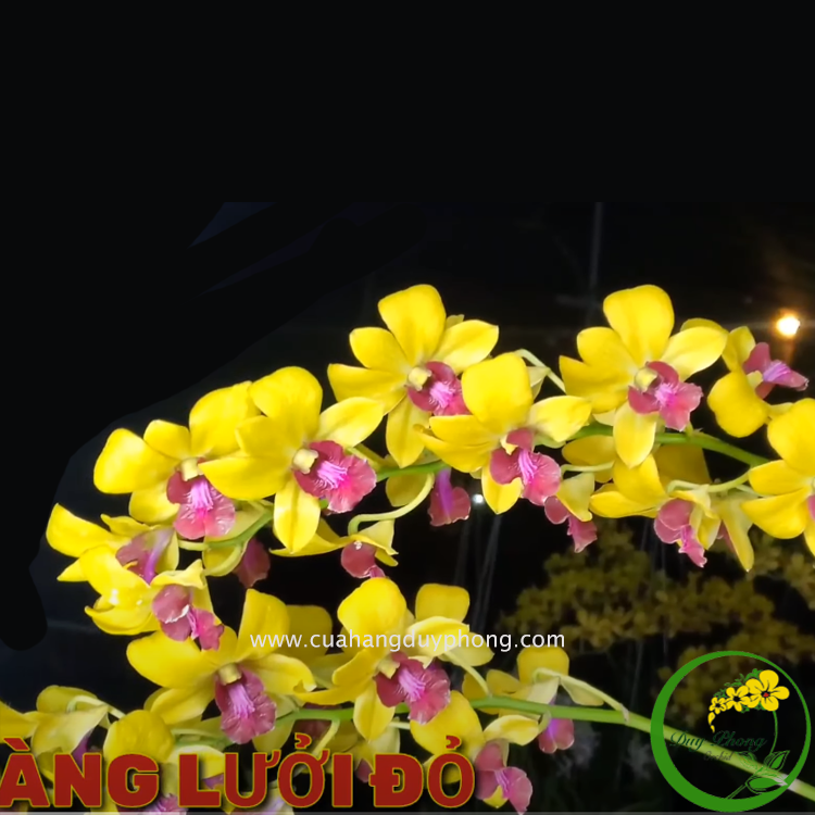Dendro - vàng lưỡi đỏ | cây giống, màu hoa vàng lưỡi đỏ vô cùng độc lạ