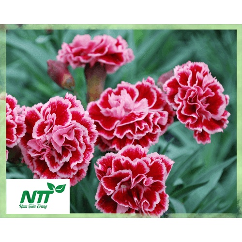 Hạt giống hoa Cẩm Nhung