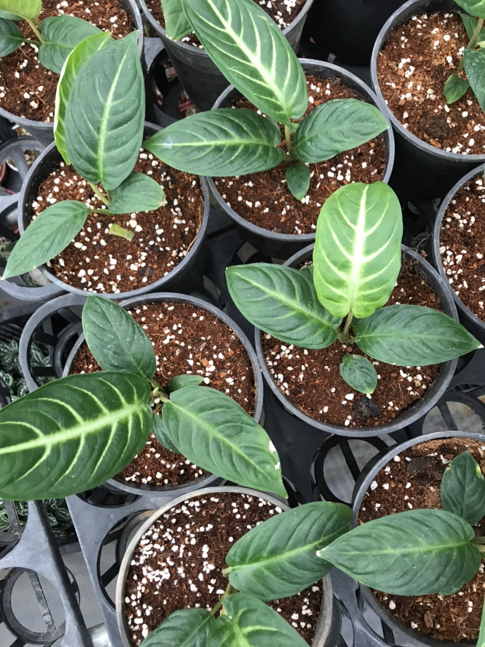 Caladium lindenii