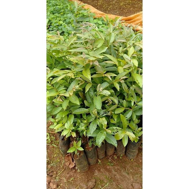 Giống cây bằng lăng ổi _cây giống đức mạnh