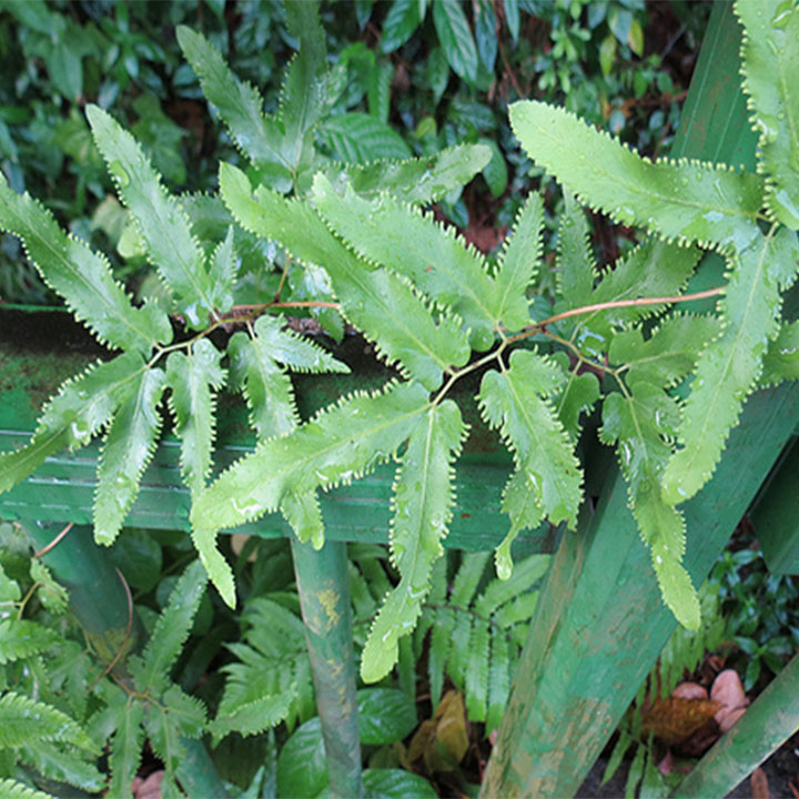 Bòng bong (hải kim sa)