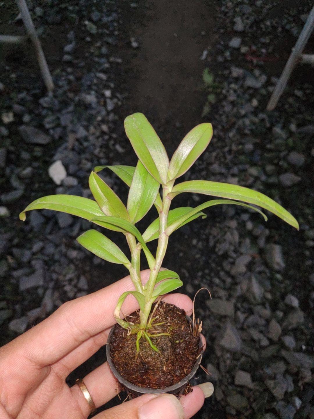 Giả hạc Nù Hồng Cánh Sáp - Cây con