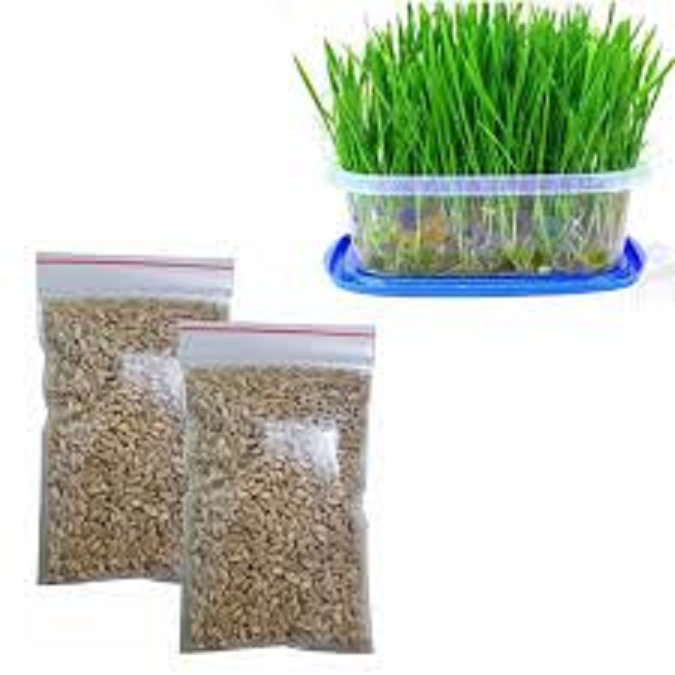 Hạt Giống Cỏ Lúa Mì Cho Chó Mèo Thỏ Hamste-gói 50gr