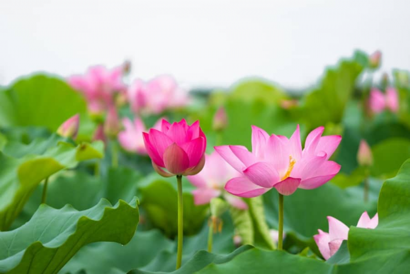 NƯỚC HOA SEN - XỊT KHOÁNG HOA SEN