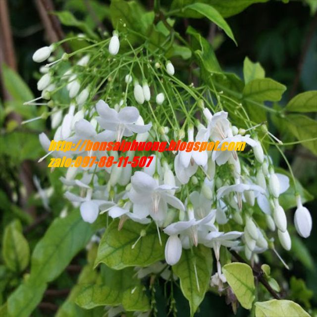 phôi mai chiếu thủy gân