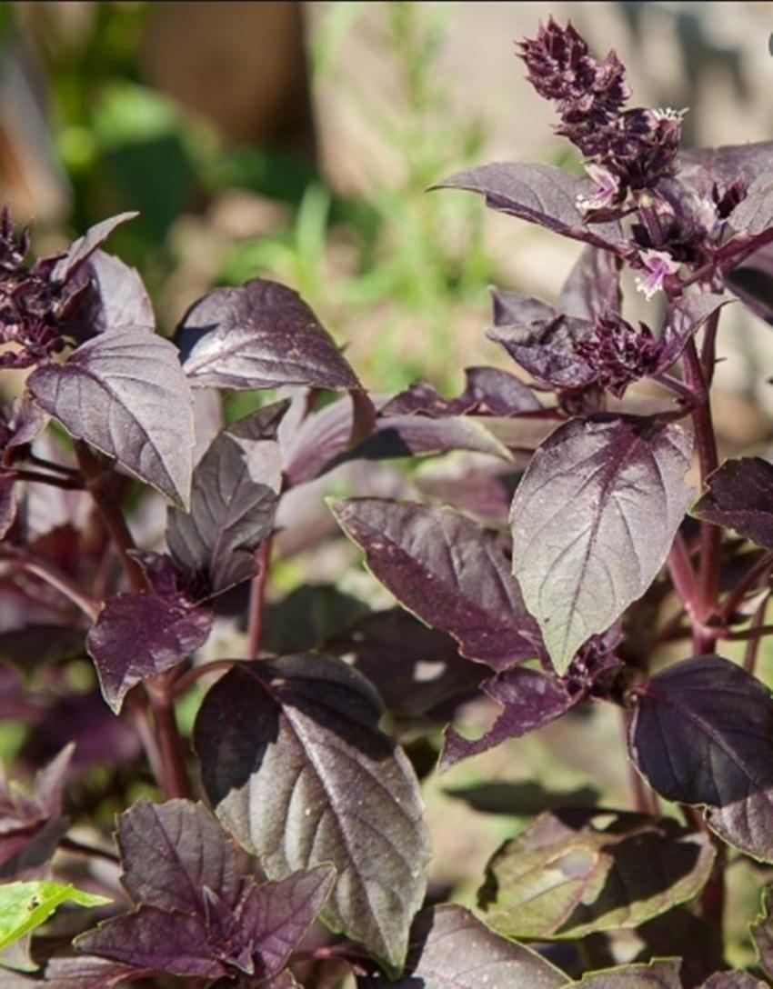 Hạt giống basil tím