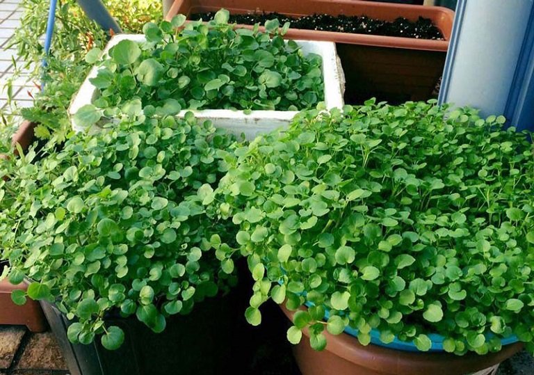 Hạt Giống Cải Xà Lách Xoong