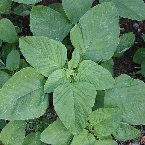 Hạt giống rau dền cơm (Gói 10gram) - Dễ Trồng, Nhanh Thu Hoạch