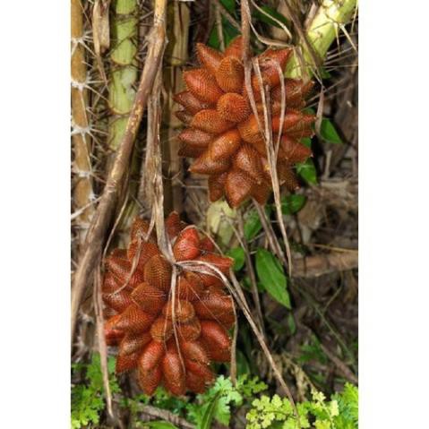 CÂY GIỐNG MÂY THÁI,SIÊU QUẢ SIÊU NGON, SIÊU KINH TẾ