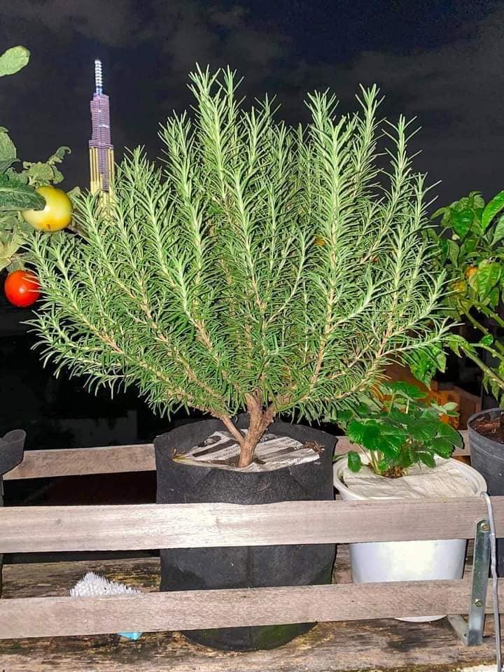 Hạt giống cây hương thảo