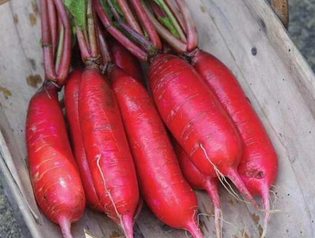 GÓI 20GR HẠT GIỐNG CỦ CẢI ĐỎ DÀI NO 1