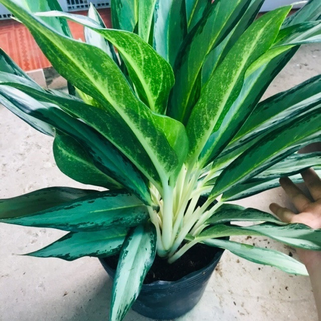 Cây Giữ Tiền (Cây phong thủy trong nhà)