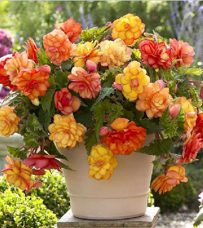 Hạt giống hoa thu hải đường  kép mix màu -  GÓI 5 hạt