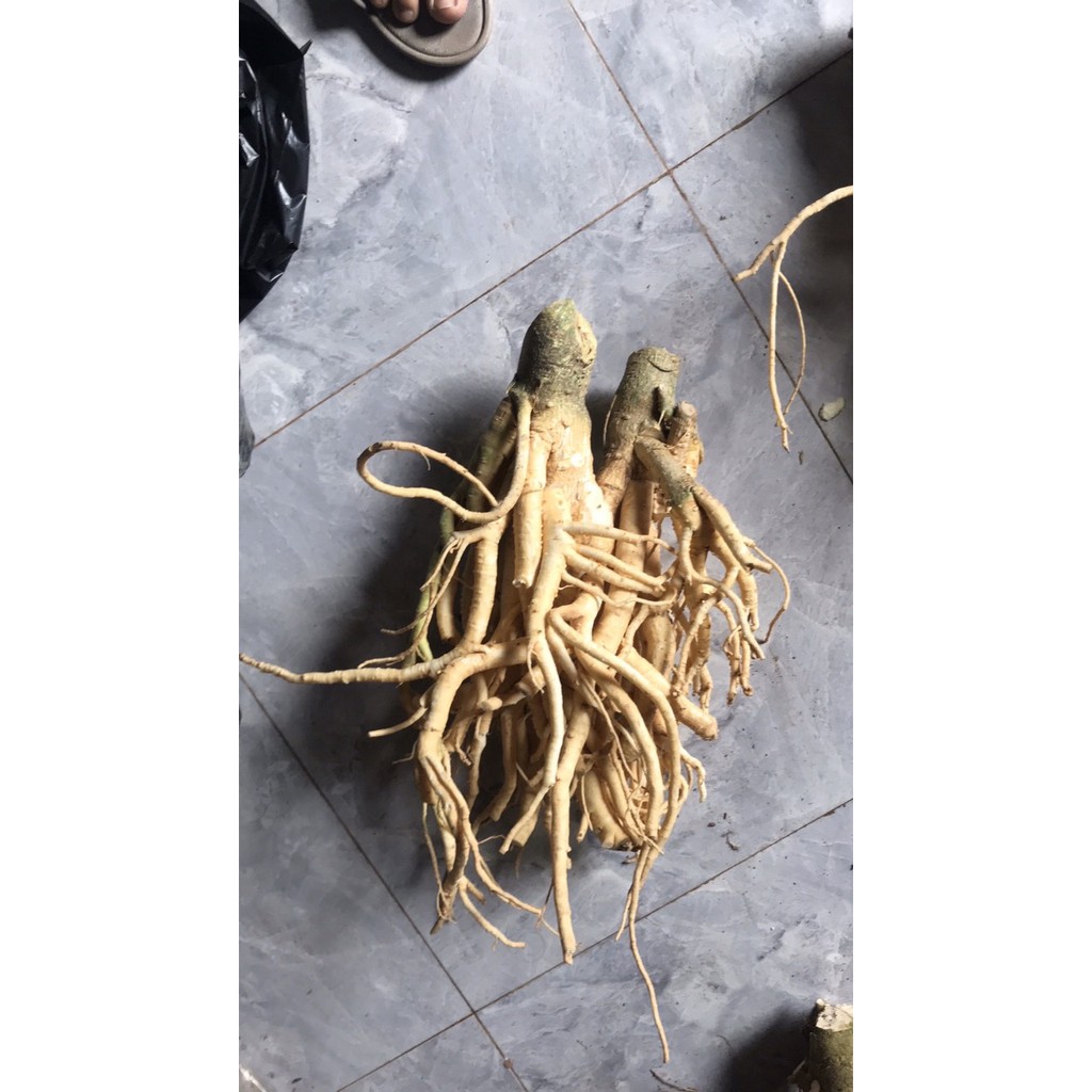 Củ Đinh Lăng 3kg (3kg/ 1 củ)