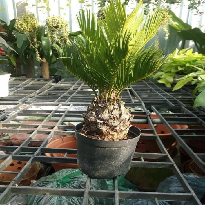 [FREESHIP - Xả Khô Máu] cây vạn tuế