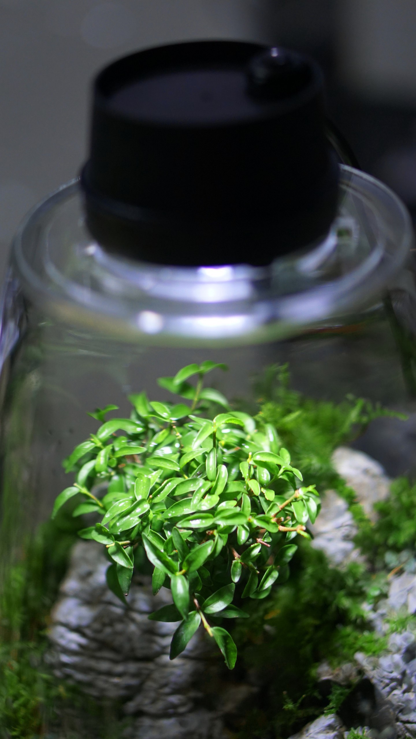 Nắp đèn cho bình terrarium hàng đặt 3w size 9cm