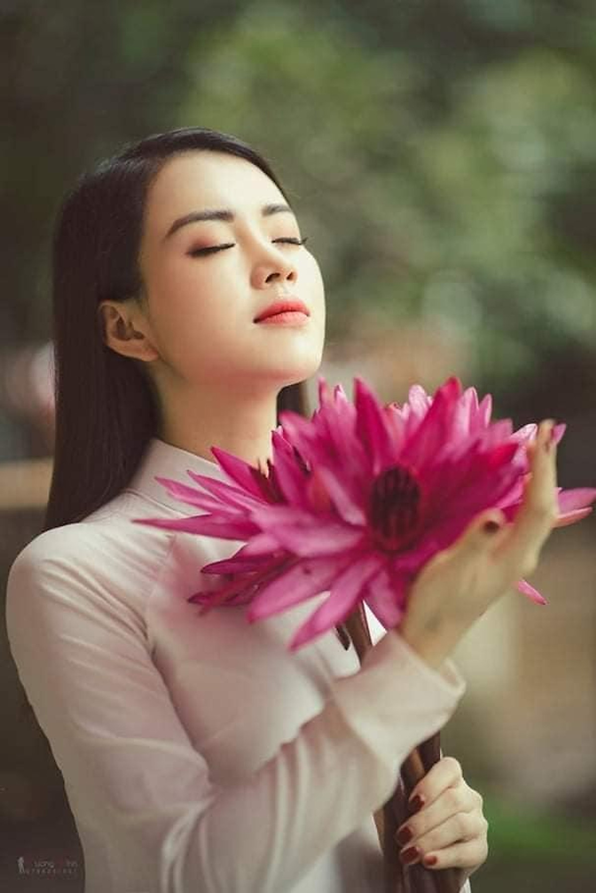 1 Cây bông súng thái kép hoa đỏ ( củ giống trong hồ )