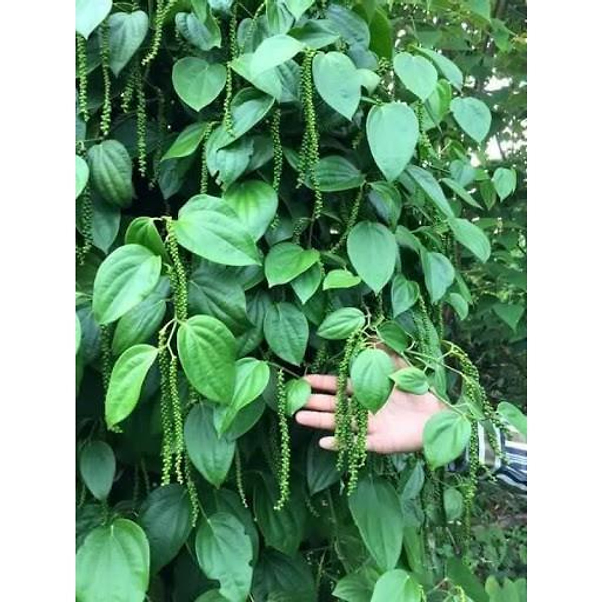 C0mbo 10 cây tiêu giống chuẩn ( BẦU TO, DÂY DÀI NHƯ HÌNH ).