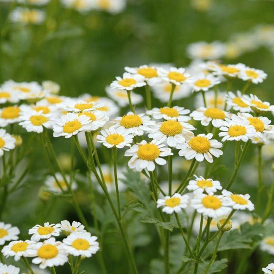 Hạt giống Trà Hoa Cúc phú nông - PhuNongSeeds