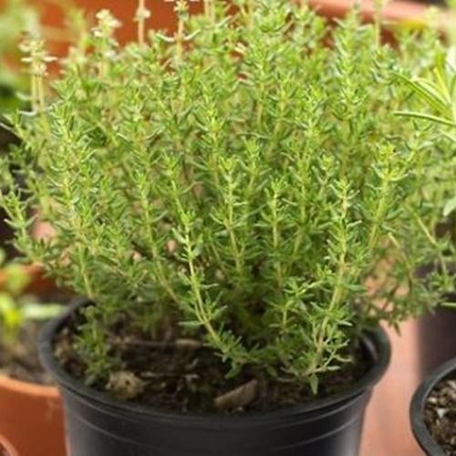 Combo 5 Túi hạt Giống Rau Cỏ Xạ Hương( Thyme ). Mỗi Túi 50 hạt - Năng Xuất Cao - Dễ Trồng - Kèm Quà Tặng.