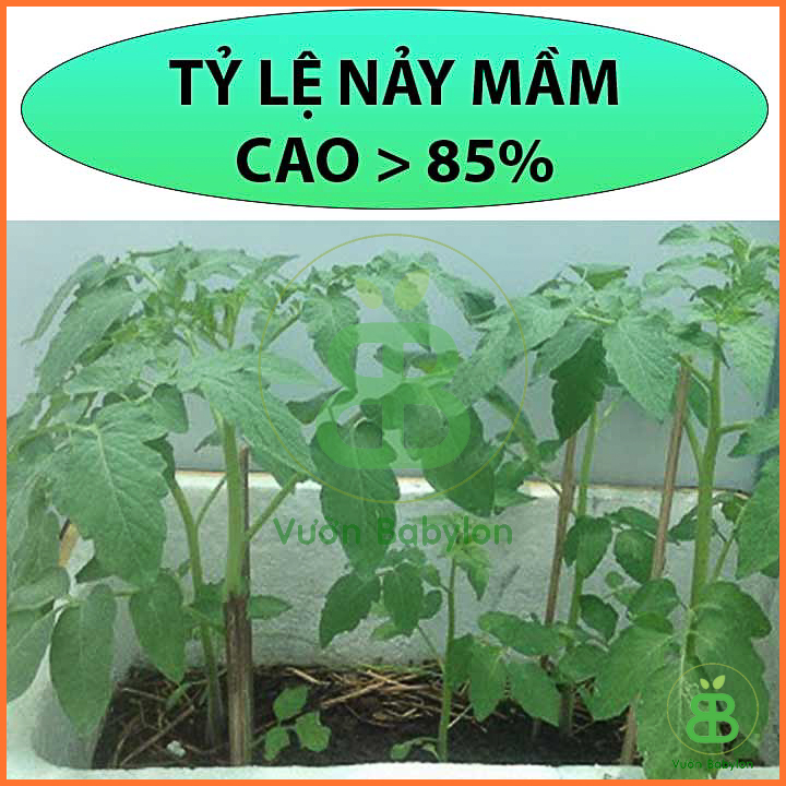 Hạt Giống Cà Pháo Tím Sai Trái, Siêu Giòn 0,5Gr