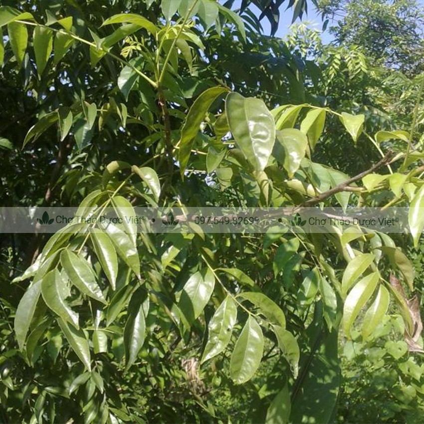 Lá mắc mật khô 100g (móc mật, gia vị ướp thịt nướng Tây Bắc)