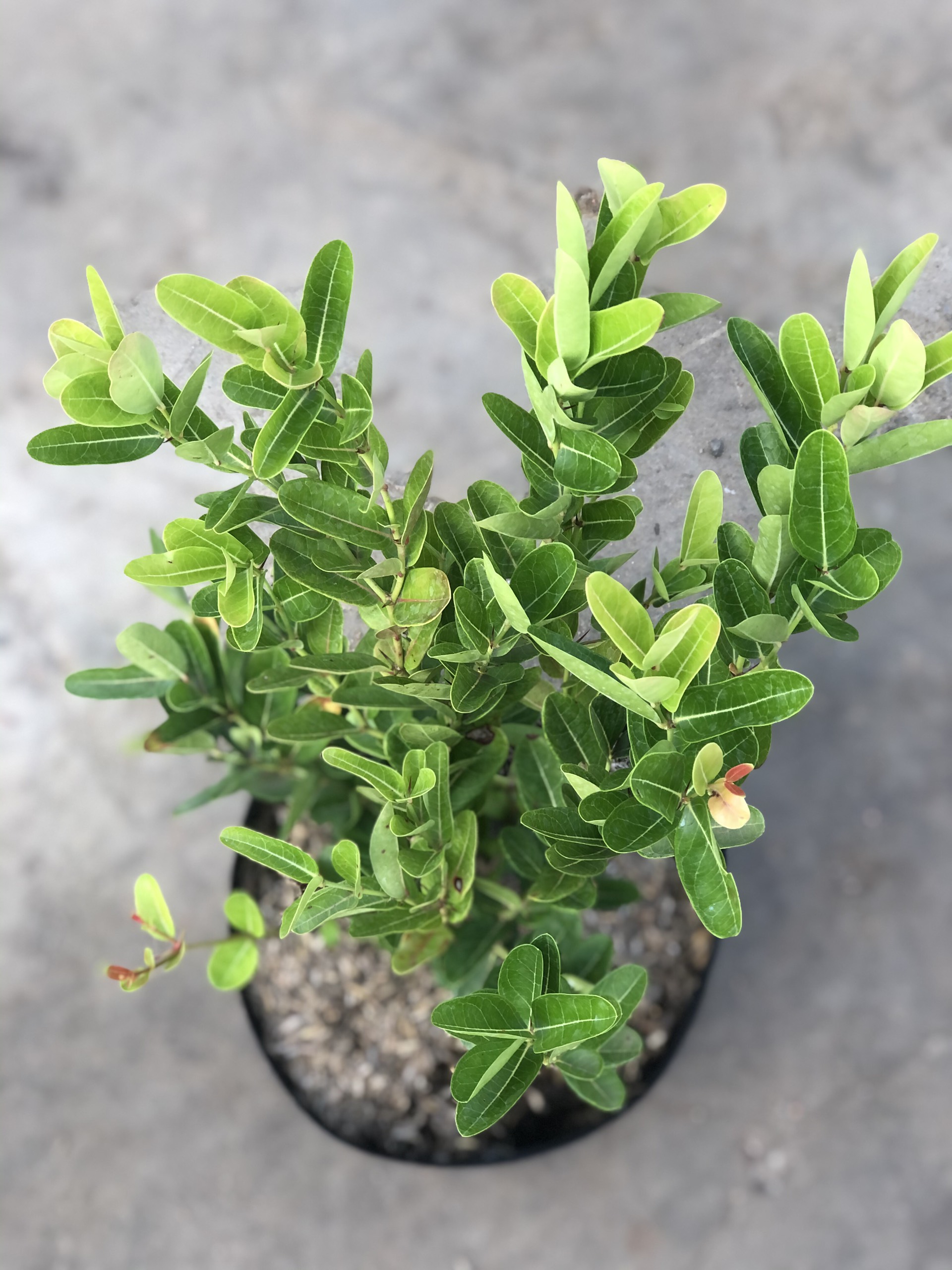 Cây Siro trồng cho trái liền