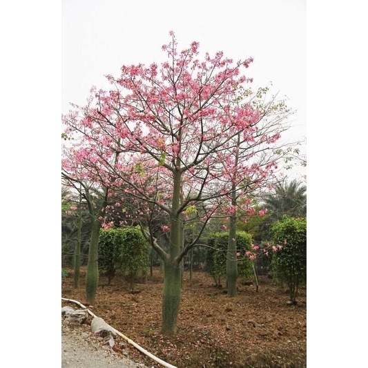 Cây giống hoa mỹ nhân