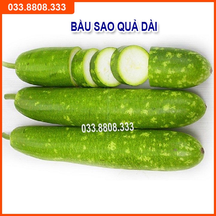 4 Loại Hạt Giống Bầu Bí ( Bí Hồ Lô - Bầu Sao - Bí Hạt Đậu - Bí Ngồi Xanh)