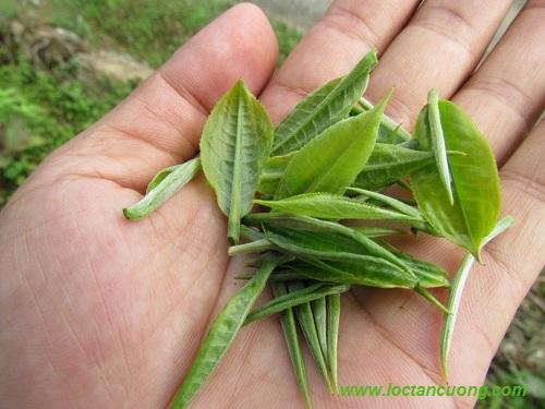 Trà nõn tôm Thái Nguyên 100 gram