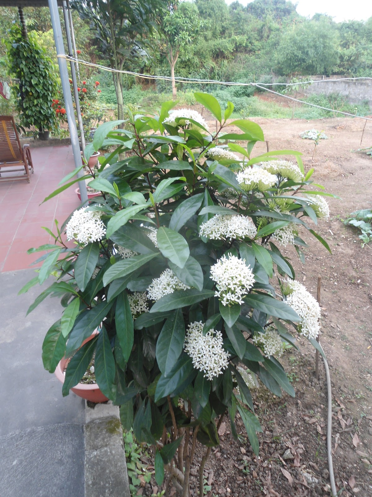 Cây mẫu đơn trắng