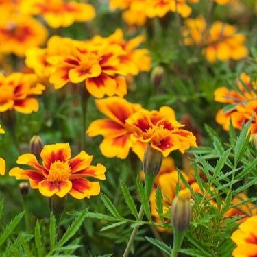 Hạt Giống Hoa Vạn Thọ Pháp Nhiều Màu 0.1gram