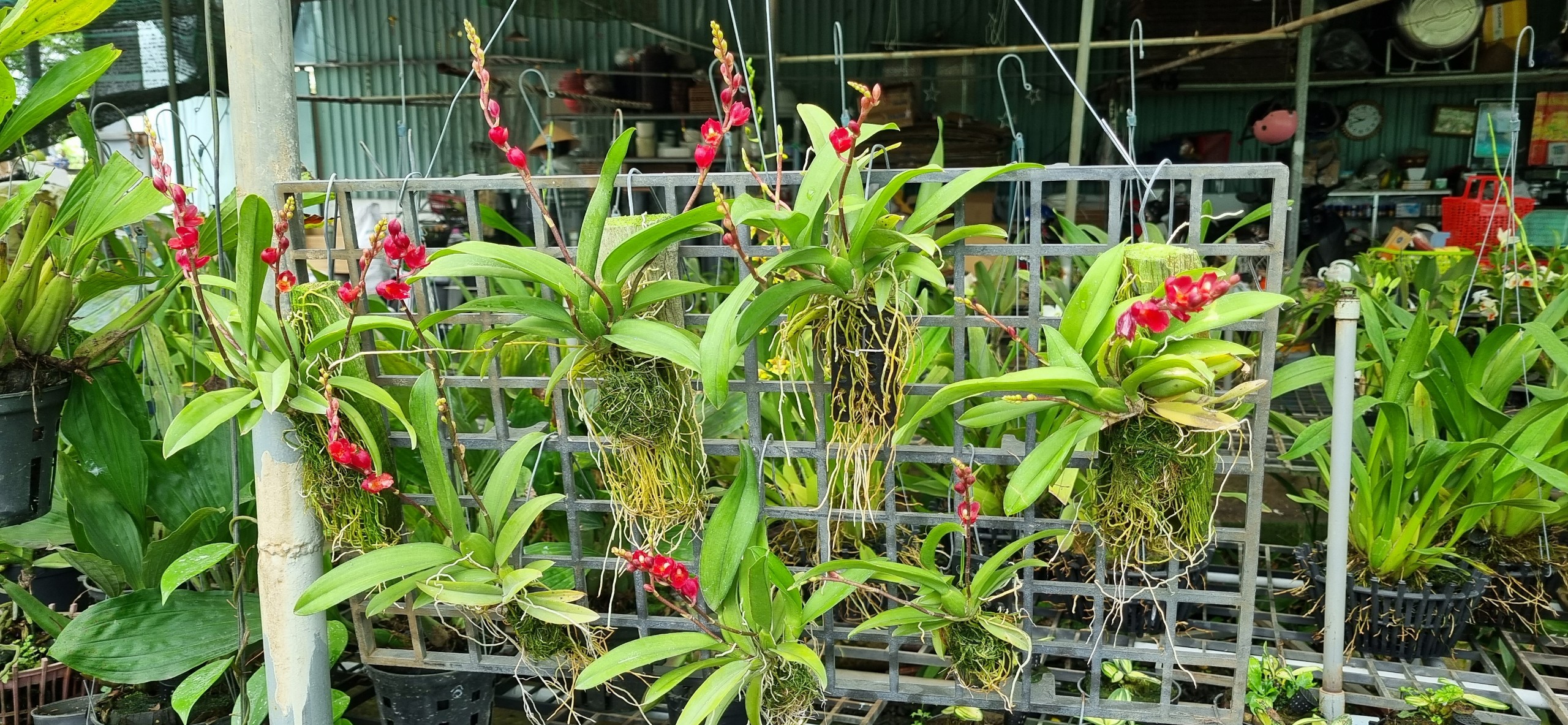 HOA LAN VŨ NỮ LAVA ĐỎ