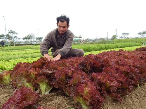 Hạt Giống Rau Xà Lách Đăm Tím - 0.2 Gram