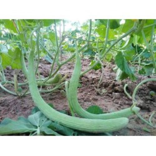 Hạt Giống Dưa Chuột Rắn Mỹ Siêu Dài 20 hạt (tặng kích mầm phân bón)