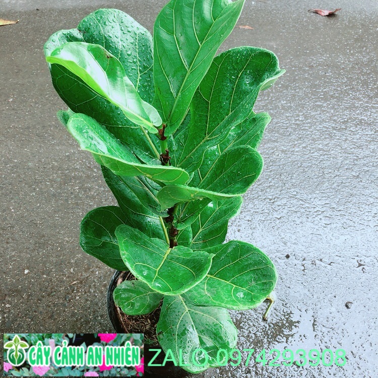 Cây Bàng Singapore Cao 55cm