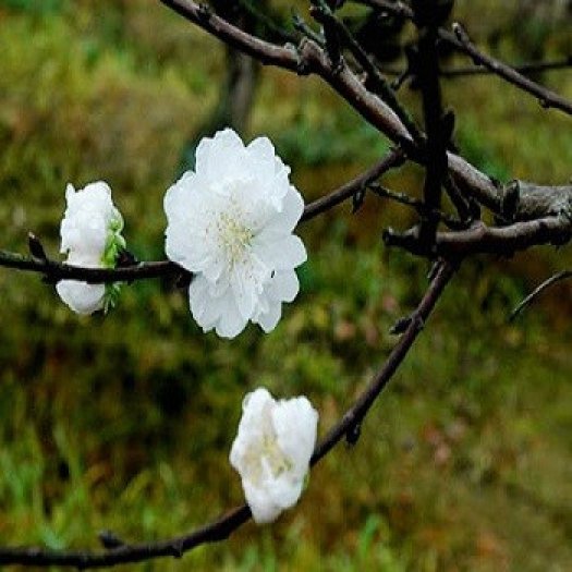Cây giống đào bạch