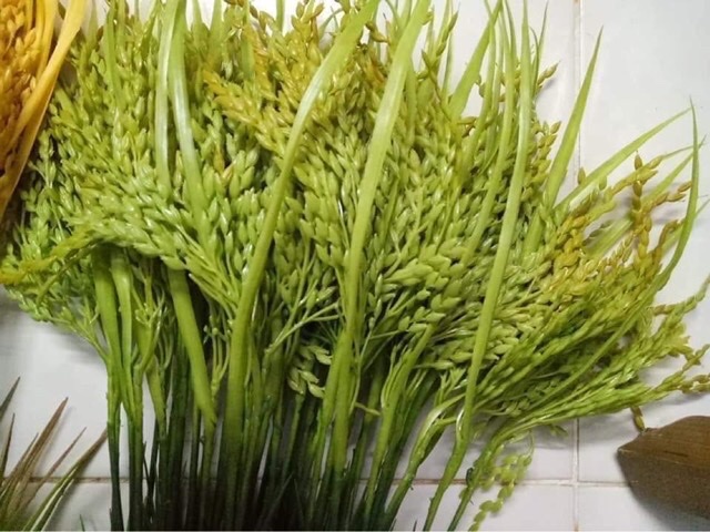 Bông lúa decor