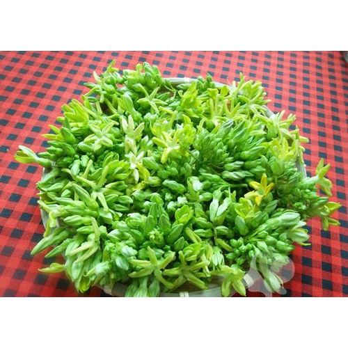 Cây Giống Hoa Thiên Lý Có Bầu Đất To