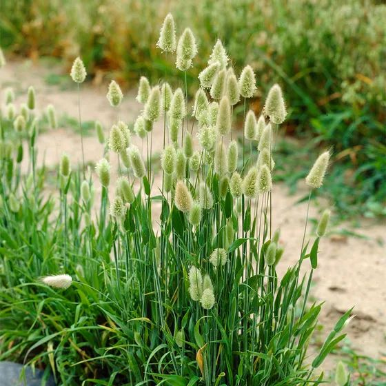 Hạt giống cỏ đuôi thỏ ( gói 100 hạt ) - Có Thể Để Khô Trang Trí