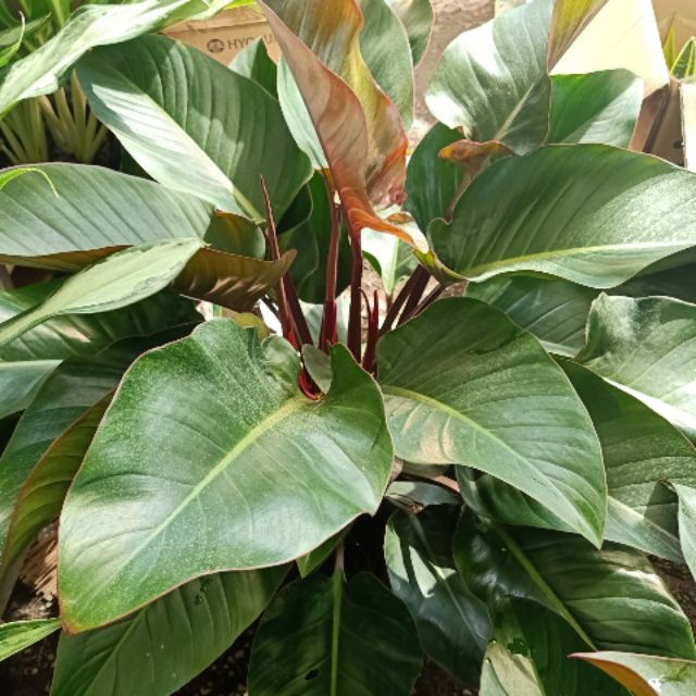 Trầu Bà đế vương