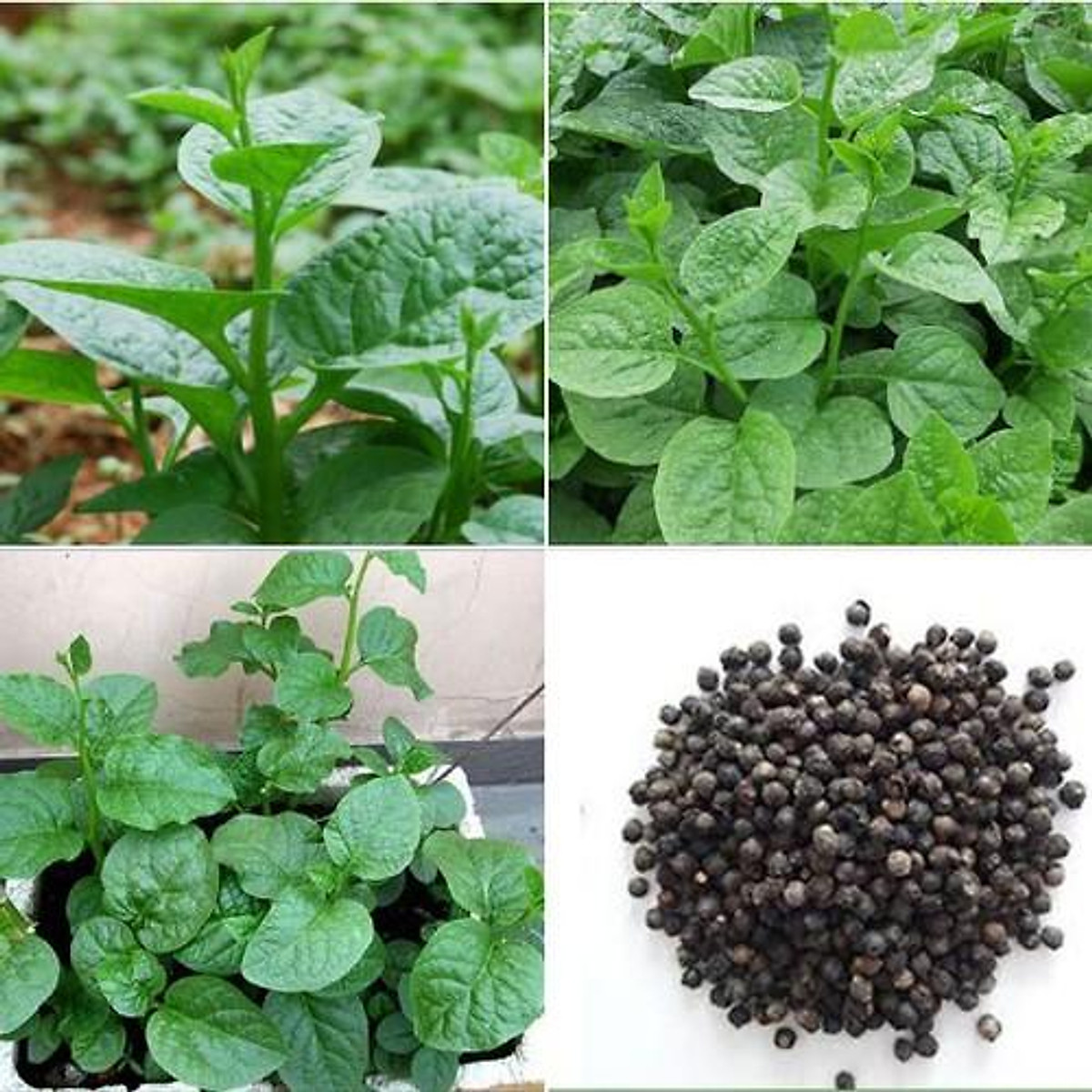 Hạt giống rau mồng tơi cao sản xanh - 1 gói 20gram