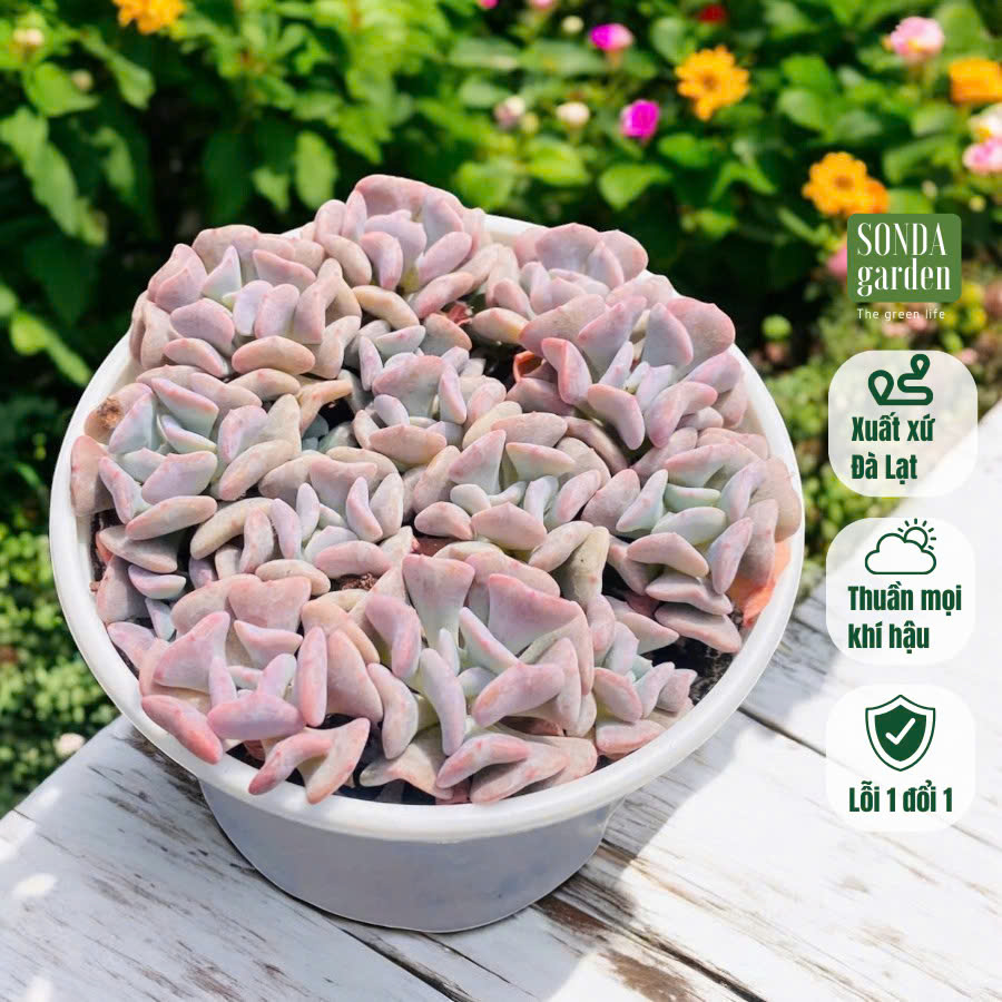 Sen đá cúc tím SONDA GAĐEN size trung bình 10-12cm, cây cảnh trang trí nhà cửa, lỗi 1 đổi 1