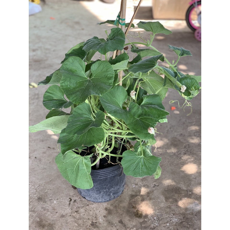 Cây bầu trưởng thành đang hoa