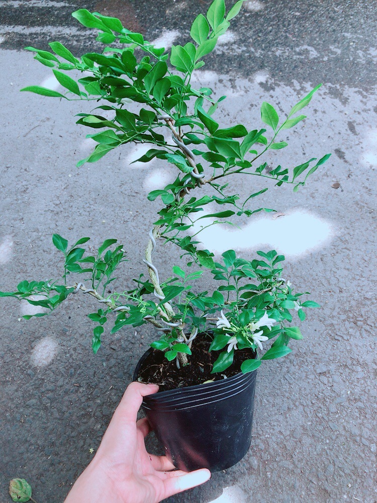 Cây Nguyệt Quế Bonsai