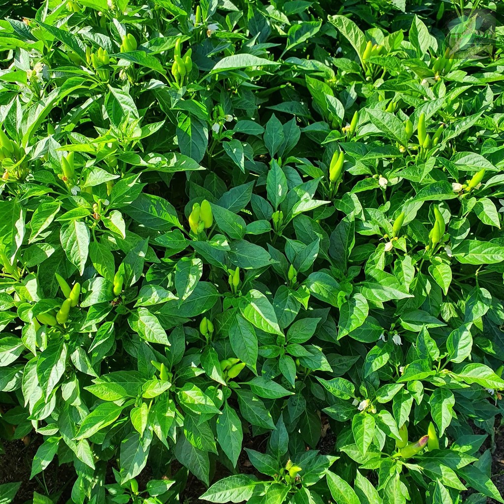 Hạt giống ớt xiêm
